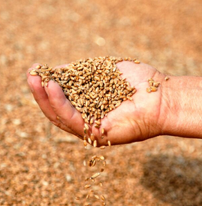 أعلاف تسمين